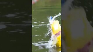 Great catch, Gone fishing, casting for supper. #shorts #fishing