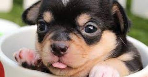 Cute Dogs to Make your Day!