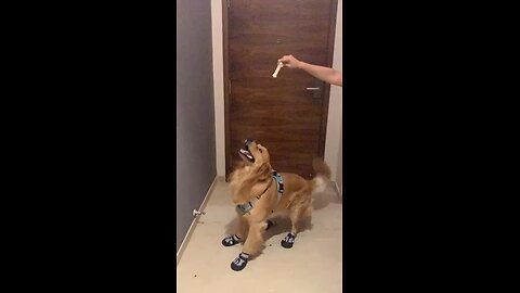 #funnyvideo #cat #dog #funnycat #comedy