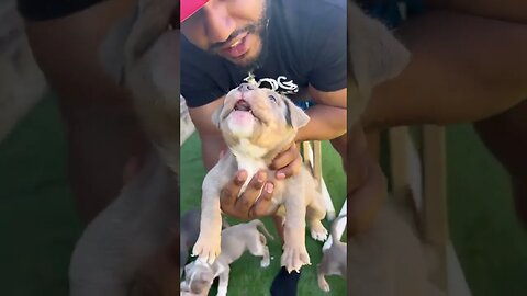 TRAIN YOUR DOGS!