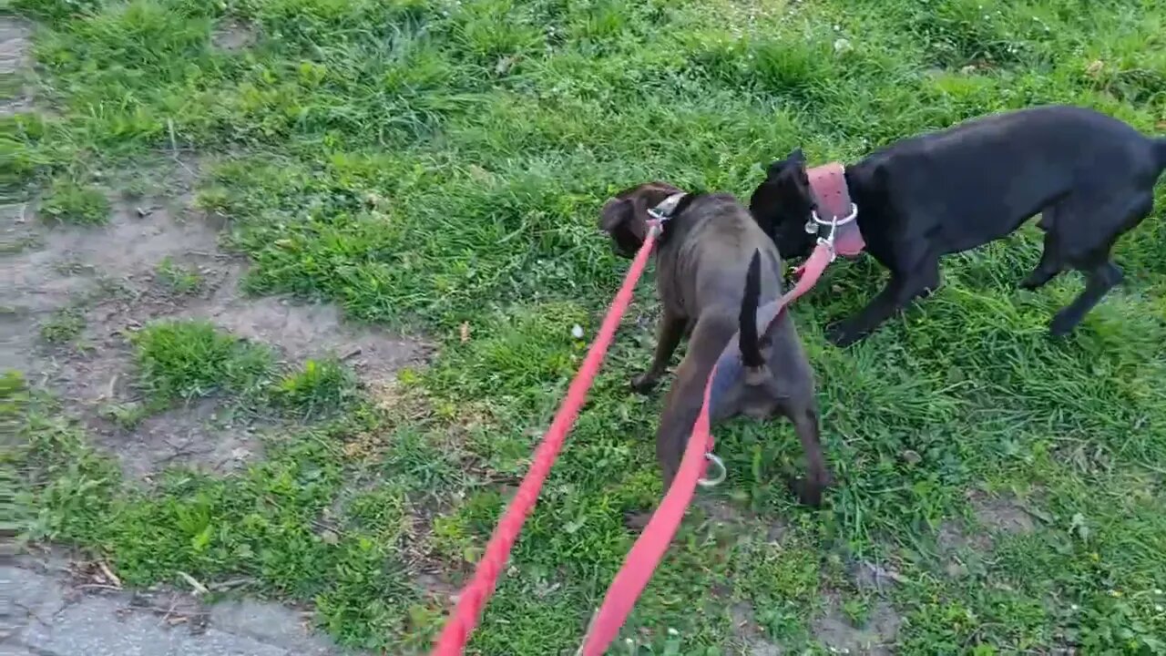 INTRODUCTION to TOXIC Cancel Culture and toxicity in DOG WORLD canine forum dog groups. DOGS