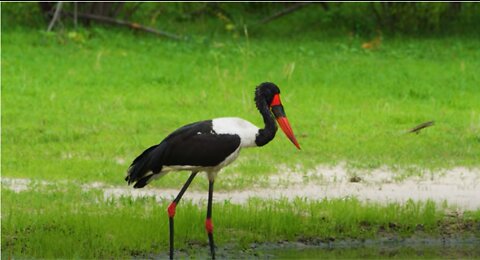 African Birds Feeding in the Low Waters