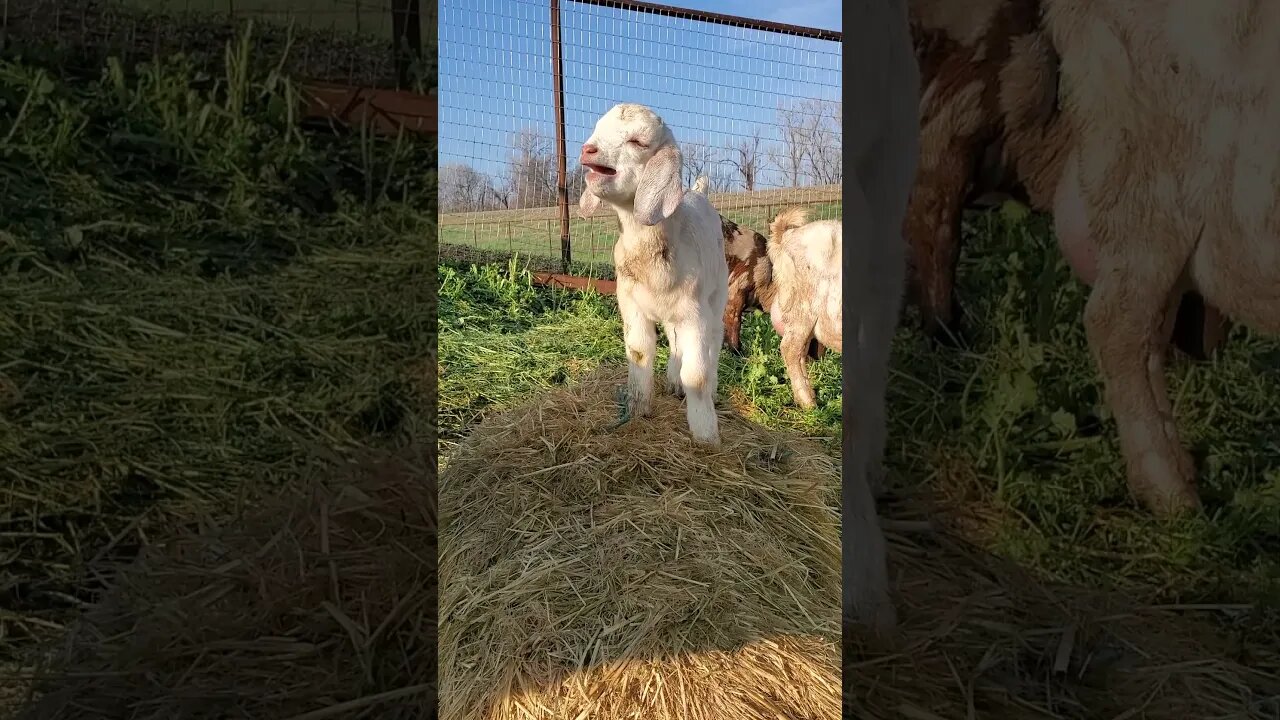 Cute baby goat yawning #shorts #farmanimals