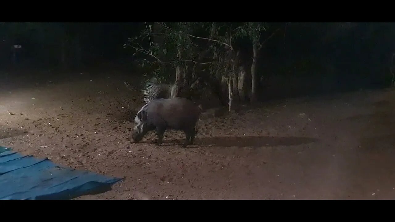 Bushpig and Porcupine sharing dinner