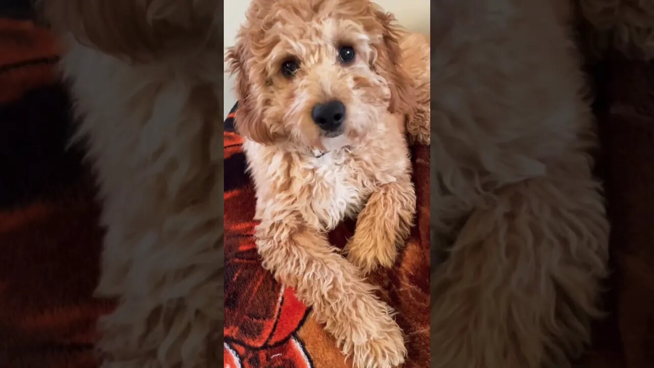 Our Mini GoldenDoodle Pup is a little confused🤦♂️ #dog #shorts