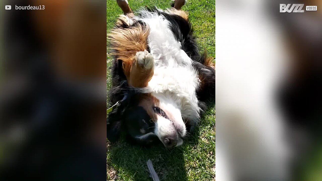 Doven hund lægger sig på ryggen og nægter at gå