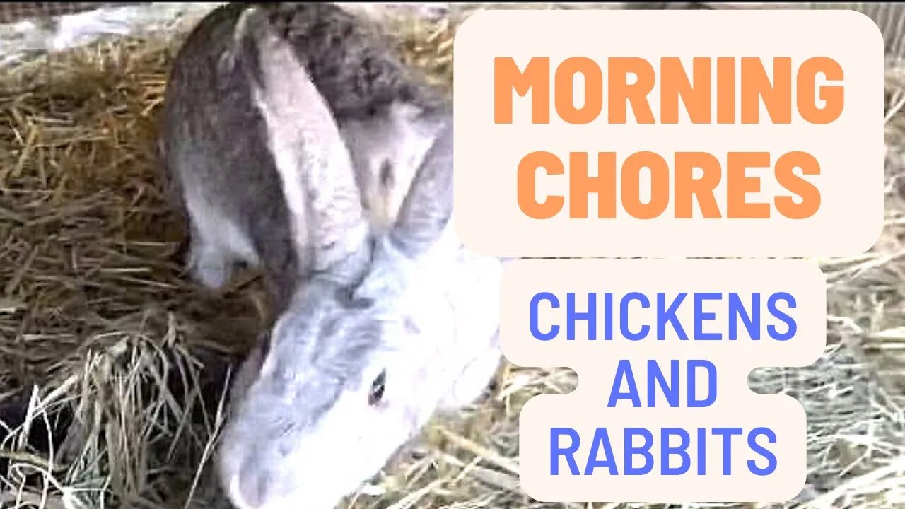 Morning Chores With Rabbits and Chickens on the Homestead | Sovereign Provisions Homestead