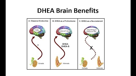 DHEA Brain Benefits