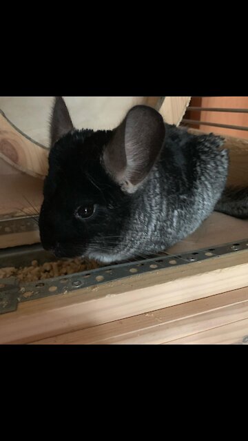 My second pet mouse is a rodent