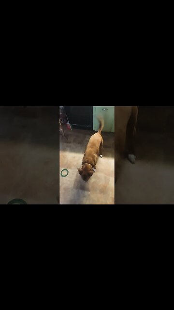 excuse my excitement, lucky never catches anything 😂 #dog #dogs #dogtricks #pitbull #labrador