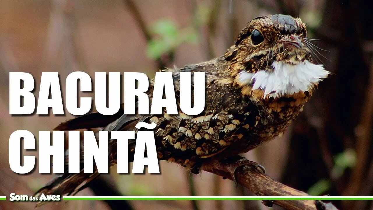 BACURAU CHINTÃ e Suas Curiosidades - Bacurau (Hydropsalis Parvula)