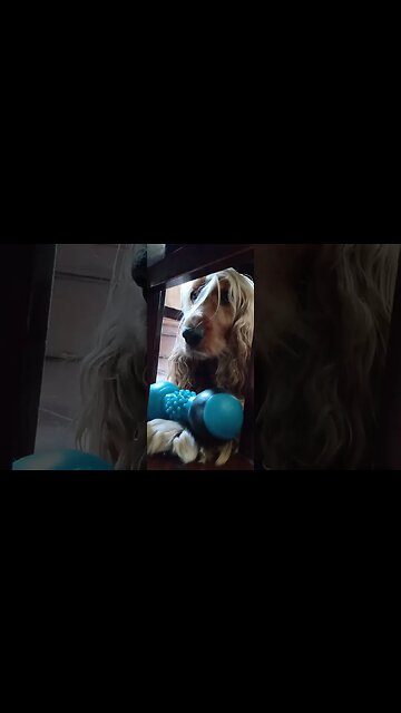 #dogshow , #animals , #dogs , #shorts(4)