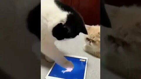 PLAYING CAT VIDEO MEAWWW