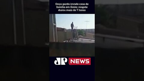 Onça-parda invade casa de família em Goiás; resgate durou mais de 7 horas #shorts