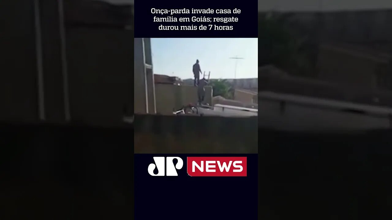 Onça-parda invade casa de família em Goiás; resgate durou mais de 7 horas #shorts