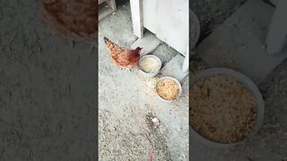 Good morning P2 eating some pellets and grain