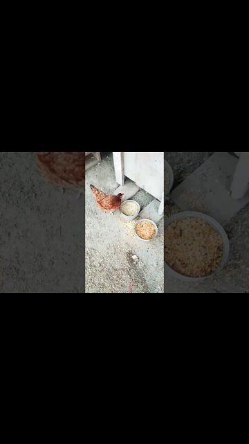 Good morning P2 eating some pellets and grain