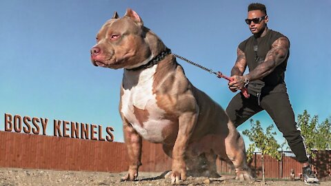 Most Aggressive Dogs in the world, just run!