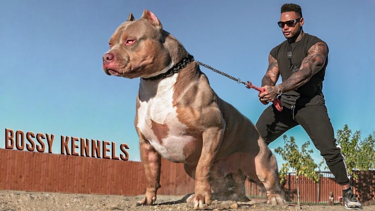 Most Aggressive Dogs in the world, just run!