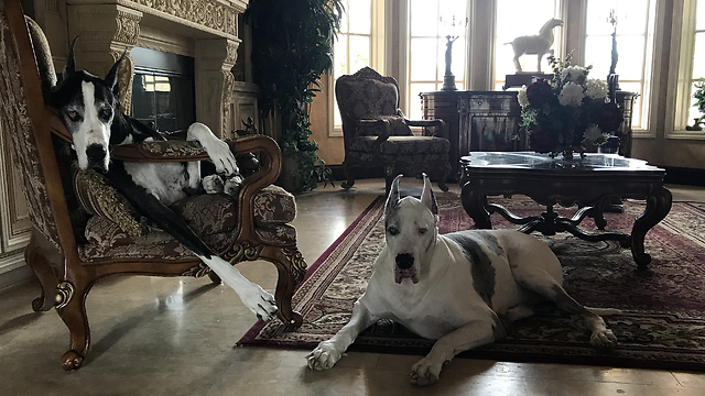 Max and Katie The Laid Back Great Dane Watch Dogs