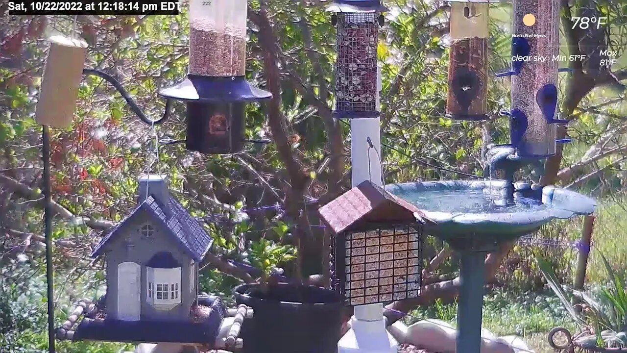 Florida Bird Feeder Live Camera HD