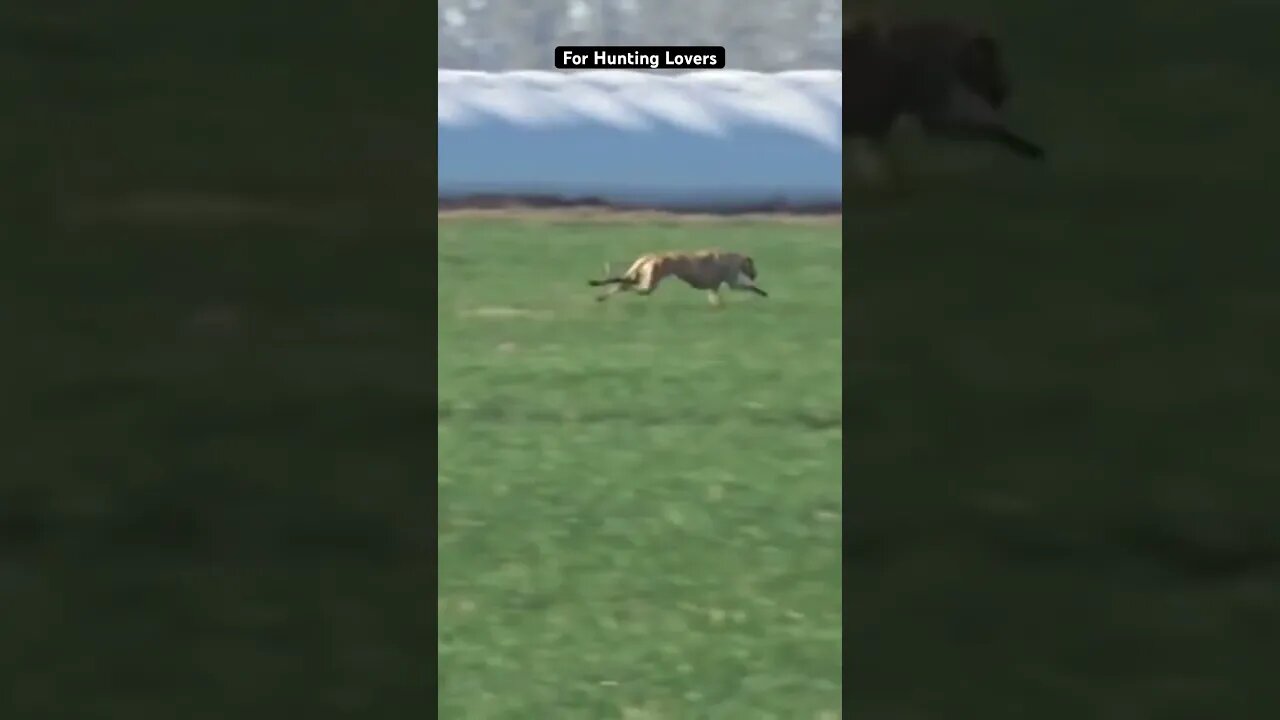 Greyhounds chasing Hare | galgos y liebres 🐇|赛狗和野兔 | السلوقي يطارد الارنب | ग्रेहाउंड और खरगोश