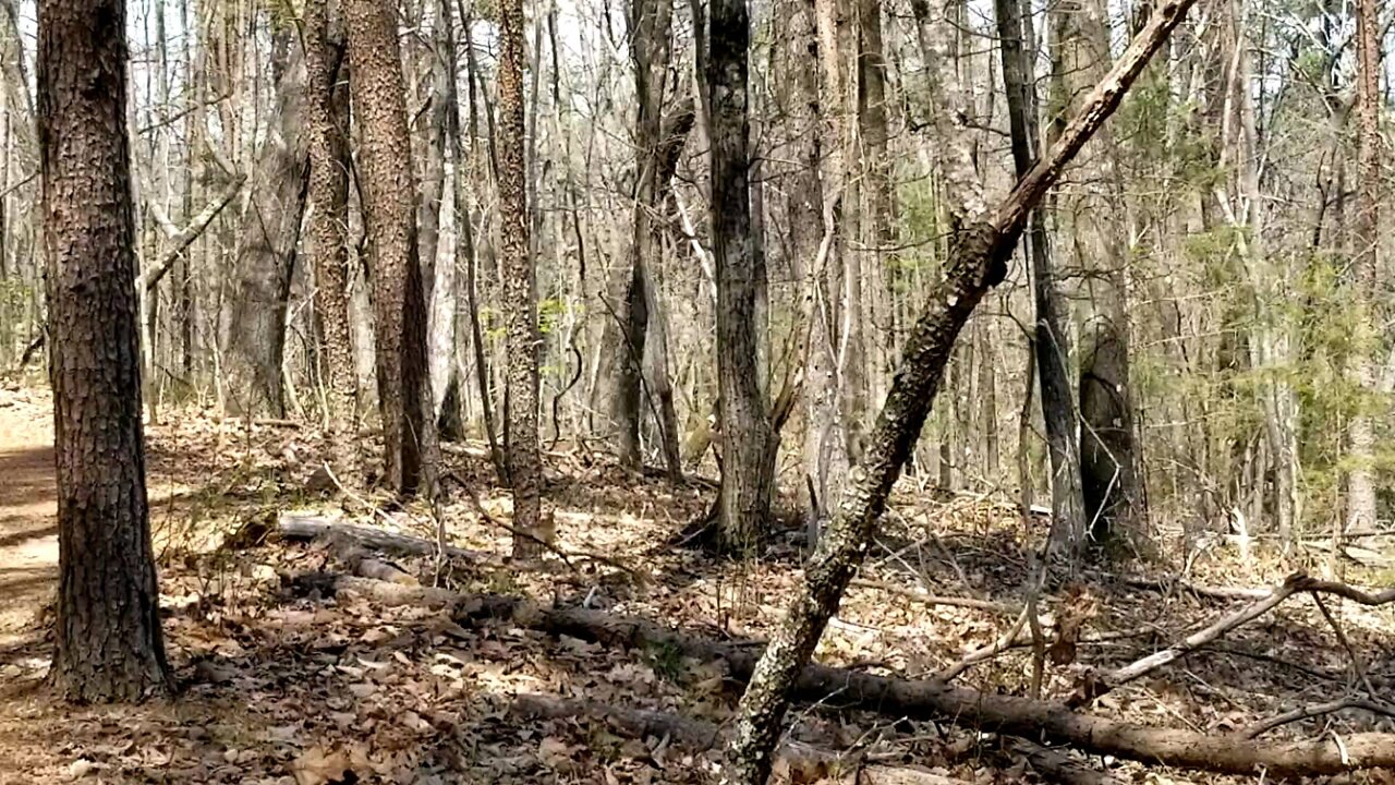 Hiking with Wild Turkeys?