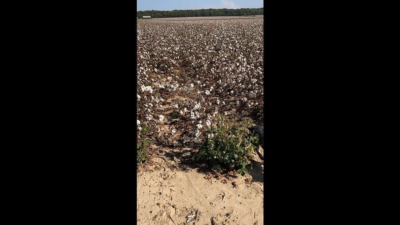 TESS AND SPECK IN A COTTON FIELD