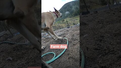Farm surveillance. Dog on duty