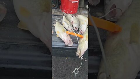 3 man limit of maumee river walleye was an awesome morning!