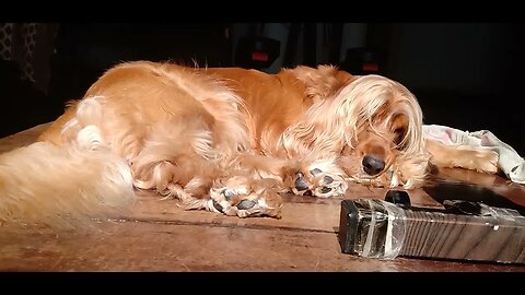 #dogshow , #animals , #dogs (1)