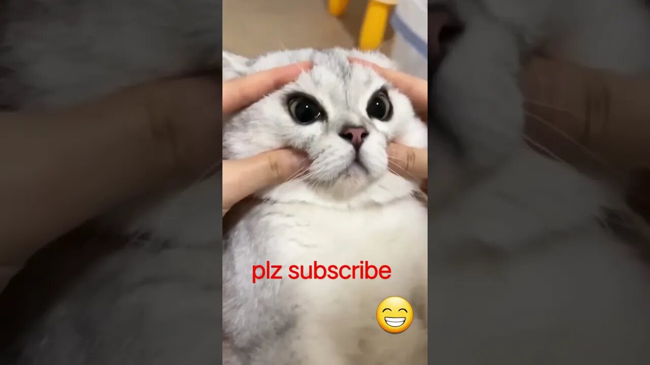 cat funny video