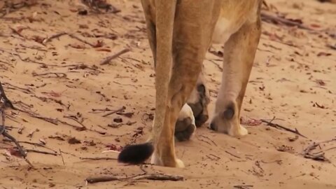 Mother Giraffe Kick Broken Lion Head Who Try To Eat Her Baby, Harsh Life of Wild Animals-11