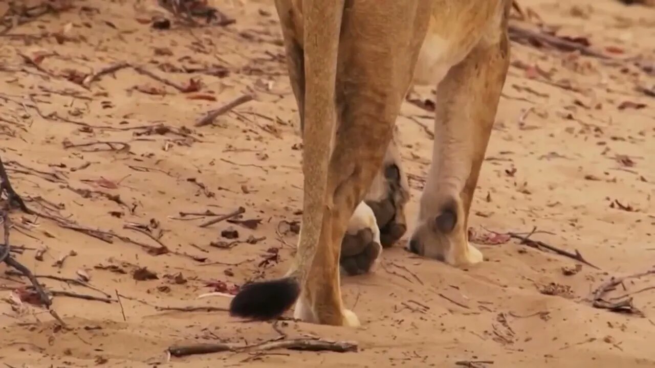 Mother Giraffe Kick Broken Lion Head Who Try To Eat Her Baby, Harsh Life of Wild Animals-11