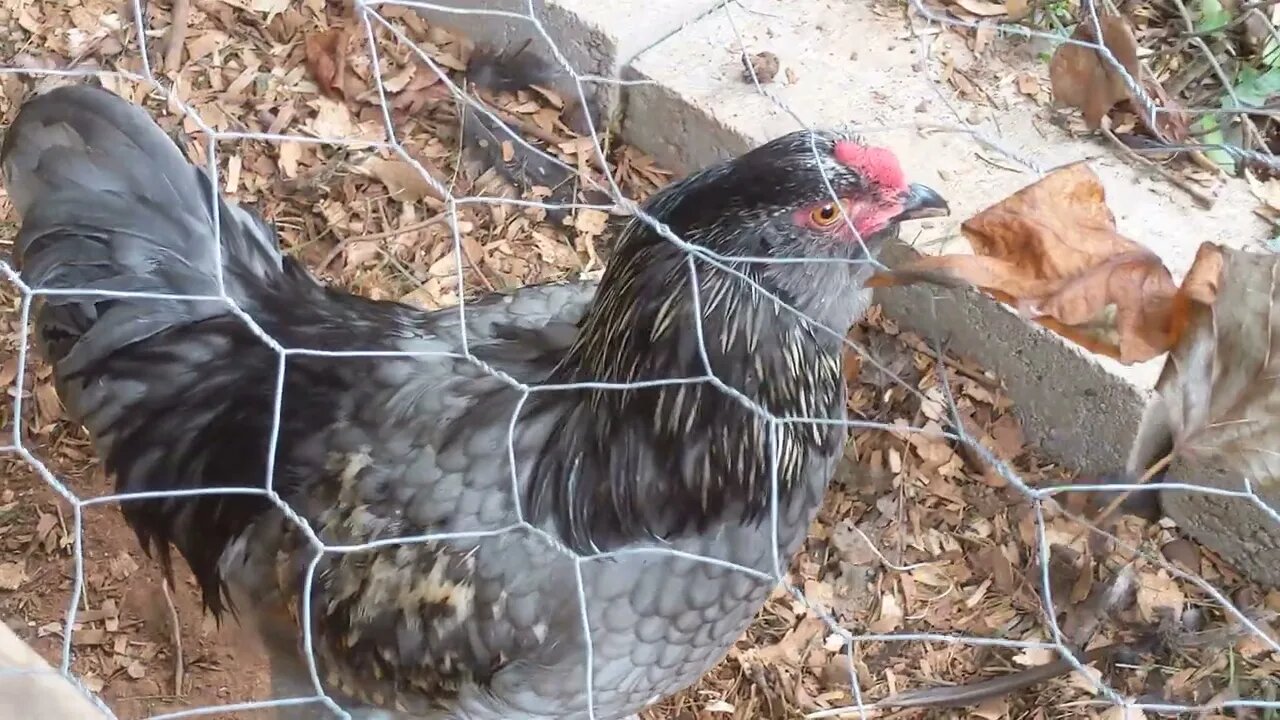 What Breed of Rooster is Smokey?