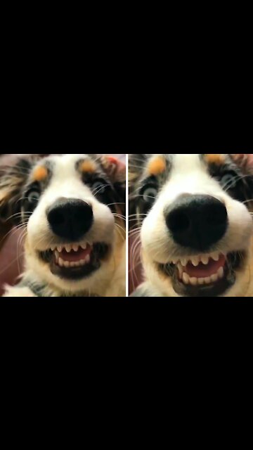 Dog smiling at the camera in a funny way