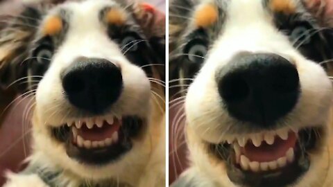 Dog smiling at the camera in a funny way