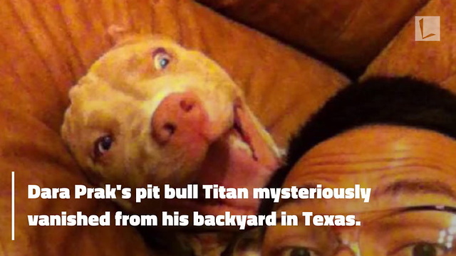 Owners Drive 1,000 Miles To Dog Stolen By Monsters, Watch Tear-Jerking Reunion