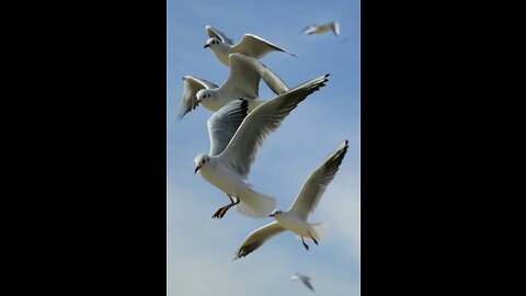 Amazing song singing by bird