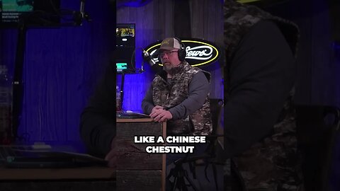 Have you considered chestnuts for deer hunting? #chestnuthill #deer #deerhunting #shorts