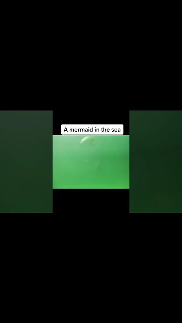 They Strapped A Camera To A Shark And Look What It Filmed Across The Sea #shorts #animals #trending