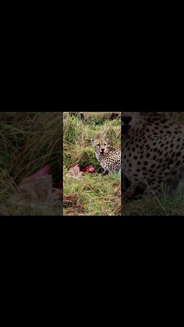 Cheetah Chewing A Gazelle #shorts | #ShortsAfrica