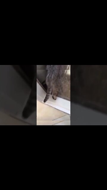 Hasbulla is Getting Cancelled For This…