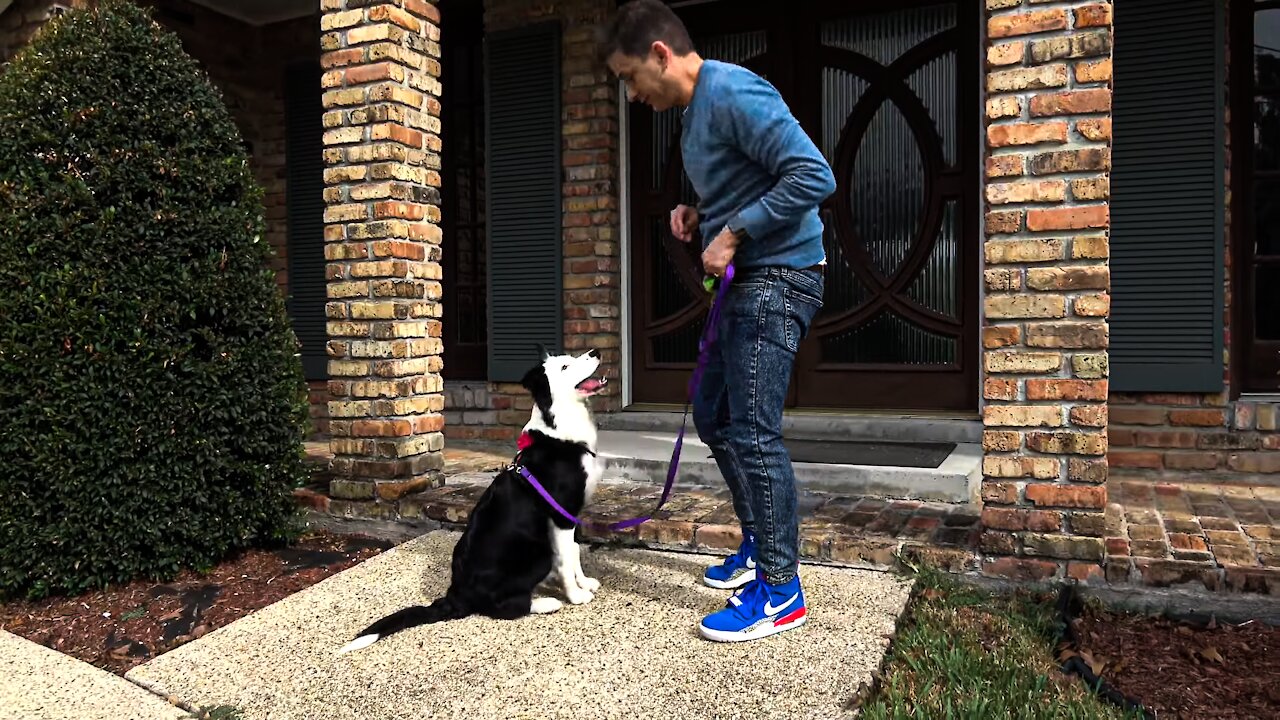 The MOST REALISTIC Leash Dog Training Lesson EVER!