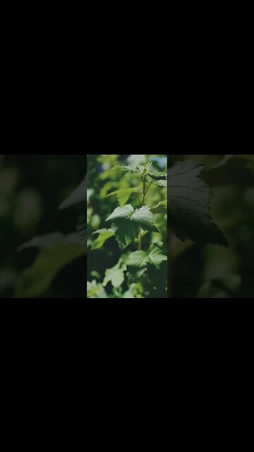 musique calme douce relaxante