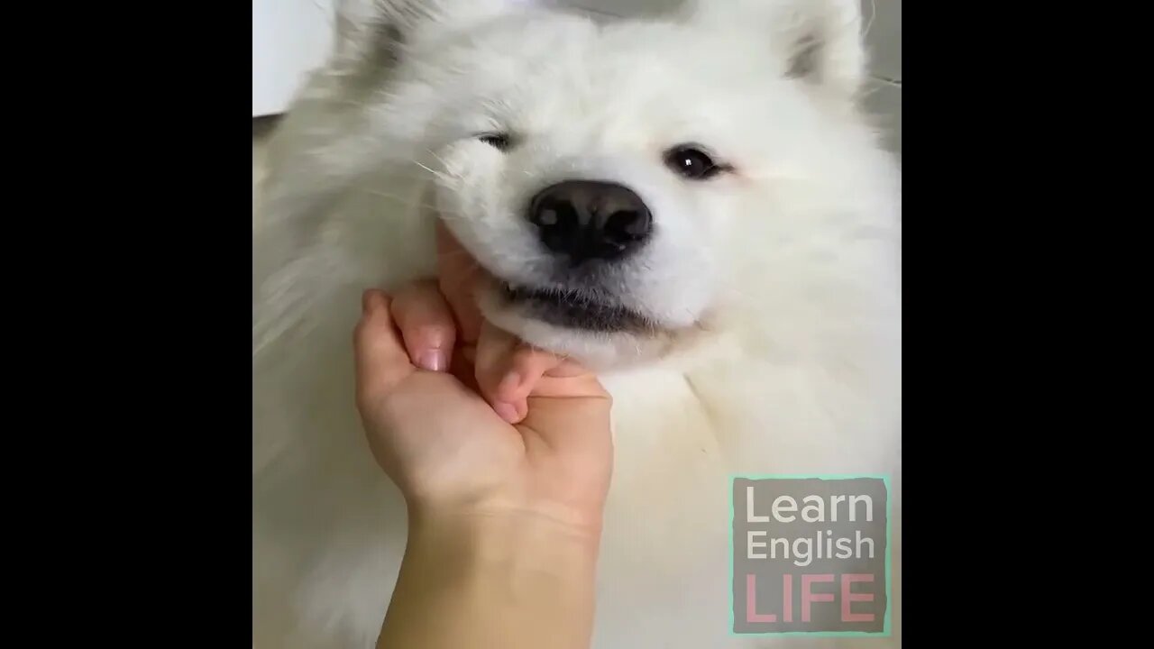 Learn English the Fun Way. Dog Edition