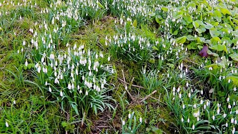 Snow drops