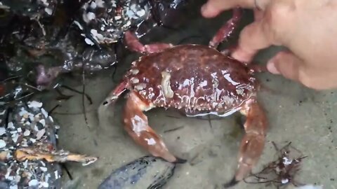 Angry crabs 🦀 tide pools fighting 3