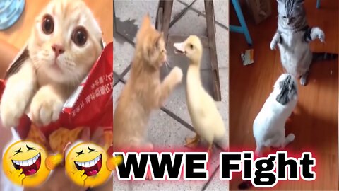 wwe cat fighting most funny Cat's 😀😀