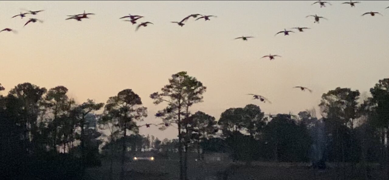 Landing Geese on Salt Creek. Cacophony then Silence